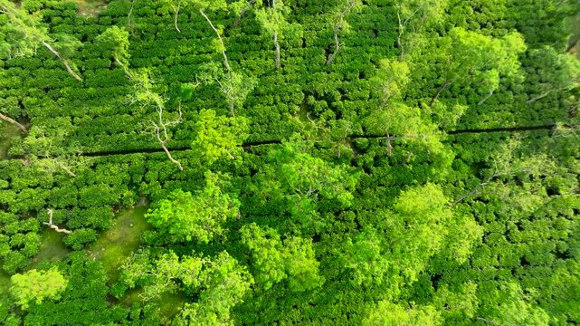 Top down aerial footage of Asian  Green tea estate  landscape