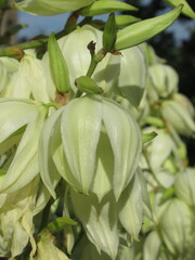 Zbliżenie na białe kwiaty rośliny z gatunku juka © Kumulugma
