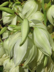 Zbliżenie na białe kwiaty rośliny z gatunku juka © Kumulugma