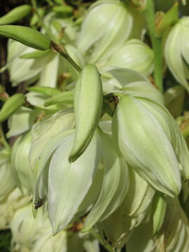 Zbliżenie na białe kwiaty rośliny z gatunku juka