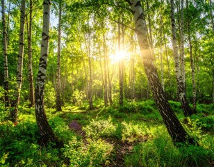 Sunlit birch forest floor. Lush greenery, sunlight filtering through trees