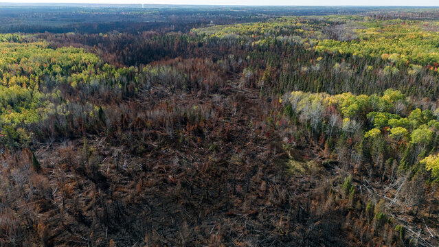 Aftermath of a forest fire in New Brunswick, Canada. 