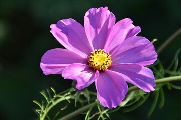 Obraz premium A pretty lilac cosmos flower is blossoming outdoor in late summer.