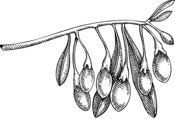 Goji berry sketch. Hand-sketched vector illustration. Adaptogenic plant drawing. NOT AI generated