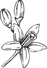 Yuzu sketch. Citrus flower icon. Hand drawn vector illustration. NOT AI generated