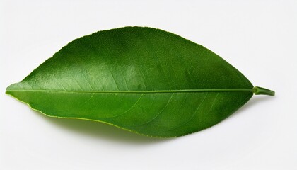 Obraz premium Green From The Leaves Of A Lemon On A White Background