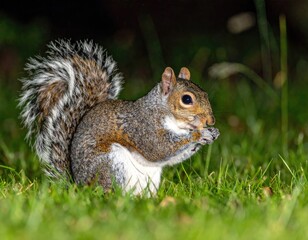 Grey squirrel eating at night