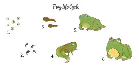 Frog life cycle illustrations. Hand drawn watercolor frog, stages of life and growth, from caviar to tadpole to frog.
