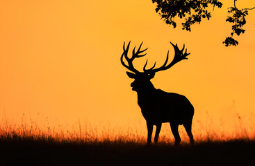 Deer male buck ( Cervus elaphus ) during rut