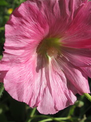 Zbliżenie na różowy kwiat malwy © Kumulugma