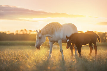 Mare and foal grazing on pasture