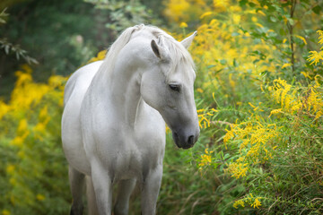 Horse in flowers