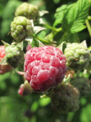 Zbliżenie na owoce maliny © Kumulugma