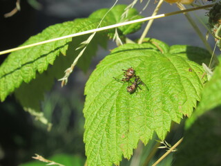 Fototapeta premium Zbliżenie na młodego owada z grupy Heteroptera