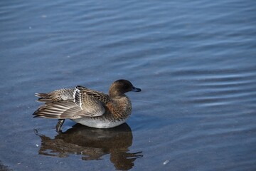 A cute female wigeon is standing in water in sunny day in late summer.