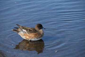 A cute female wigeon is standing in water in sunny day in late summer.