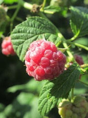 Zbliżenie na owoce maliny © Kumulugma