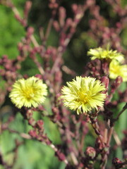 Zbliżenie na kwitnącą sałatę