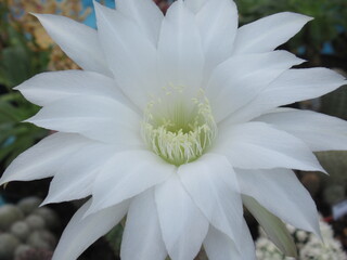 Zbliżenie na białe kwiaty kaktusa © Kumulugma