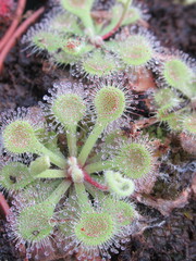 Zbliżenie na rozety rośliny z gatunku drosera © Kumulugma