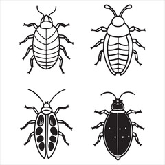 A Hard Sessile Scale Insect Pest, a Coccoidea Sapsucking Insect with Wax Yarmor, Responsible for Honeydew Secretion and Sooty Mold Infestation