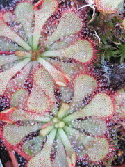 Zbliżenie na rozety rośliny z gatunku drosera © Kumulugma