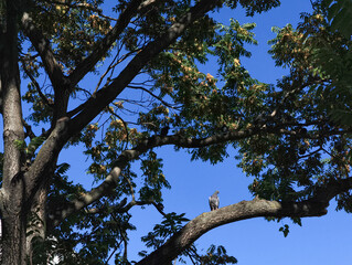 Pigeon perching on tree branch against blue sky in prague