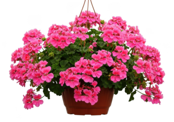 Vibrant pink impatiens flowers abundantly blooming in a hanging planter isolated on transparent background