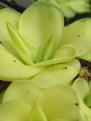 Zbliżenie na młode rozety rośliny z gatunku pinguicula © Kumulugma