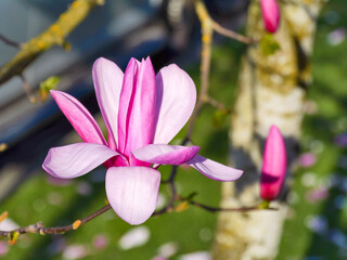 Fototapety na wymiar - Fototapeta24.pl