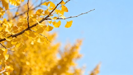 yellow autumn leaves