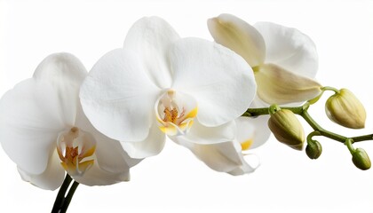 Fototapeta premium White Orchid Isolated