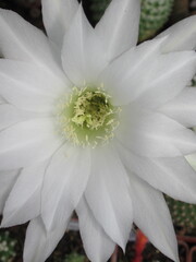 Zbliżenie na białe kwiaty kaktusa © Kumulugma