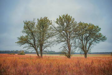 Trees in a field. Rainy cloudy weather in autumn.
