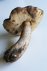 Unique brown mushroom with a curved stem and earthy tones found in a natural setting