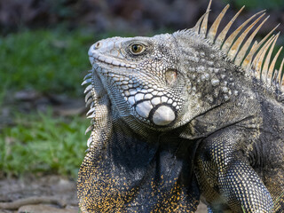 Close up of green iguana with detailed scales, spines, and textured skin in natural outdoor environment