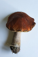 Brown mushroom with a smooth cap and thick stem found in a forest during fall season
