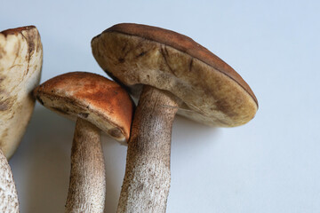 Fresh mushrooms displaying earthy tones arranged artistically on a plain surface in natural light