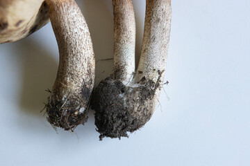 Close-up view of freshly harvested mushrooms showing roots and soil in natural setting