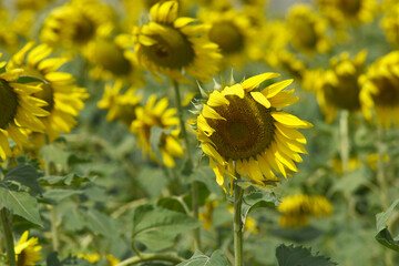 Closeup of a sunflower growing in a field of sunflowers during a nice sunny summer day, Sunflower natural background. flower blooming, Beautiful field of blooming sunflowers, Chakwal, Punjab, Pakistan