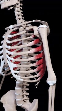 Serratus Anterior Muscle Movement Vertical Video