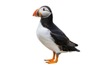 Atlantic puffin PNG isolated on transparent background, seabird with colorful beak and plumage for...