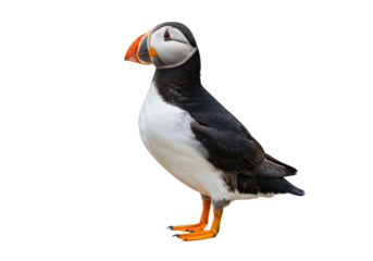 Atlantic puffin PNG isolated on transparent background, seabird with colorful beak and plumage for wildlife and nature designs