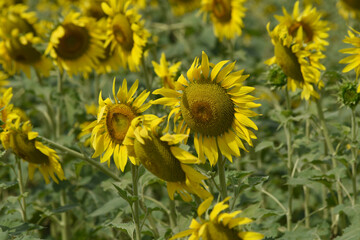 Closeup of a sunflower growing in a field of sunflowers during a nice sunny summer day, Sunflower natural background. flower blooming, Beautiful field of blooming sunflowers, Chakwal, Punjab, Pakistan