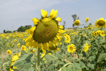 Closeup of a sunflower growing in a field of sunflowers during a nice sunny summer day, Sunflower natural background. flower blooming, Beautiful field of blooming sunflowers, Chakwal, Punjab, Pakistan