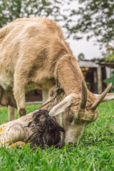 Mother goat inspecting newborn twins just minutes after birth on green grass in rural Antioquia,...