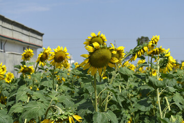 Closeup of a sunflower growing in a field of sunflowers during a nice sunny summer day, Sunflower natural background. flower blooming, Beautiful field of blooming sunflowers, Chakwal, Punjab, Pakistan