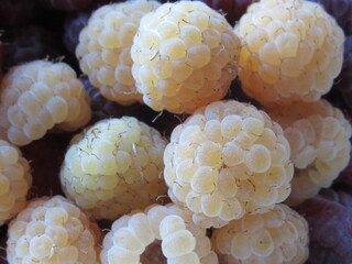 Zbliżenie na owoce maliny © Kumulugma