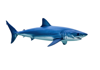 Blue shark PNG isolated on transparent background, predatory marine animal with sharp teeth and streamlined body for ocean life concepts