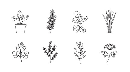 Collection of hand-drawn botanical illustrations delicate herbs and plants for culinary and decorative use vector